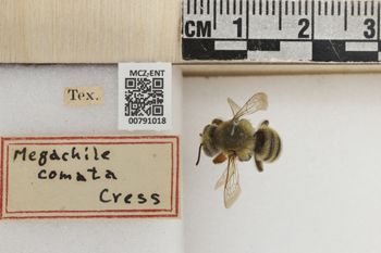 Media type: image;   Entomology 791018 Aspect: Labels